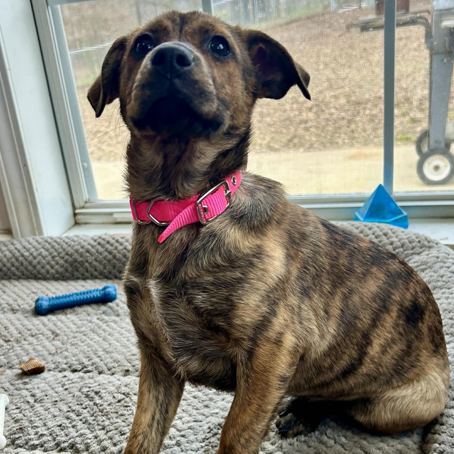 Enlarge Popcorn, an adopted mixed breed in East Granby, CT image 5/5