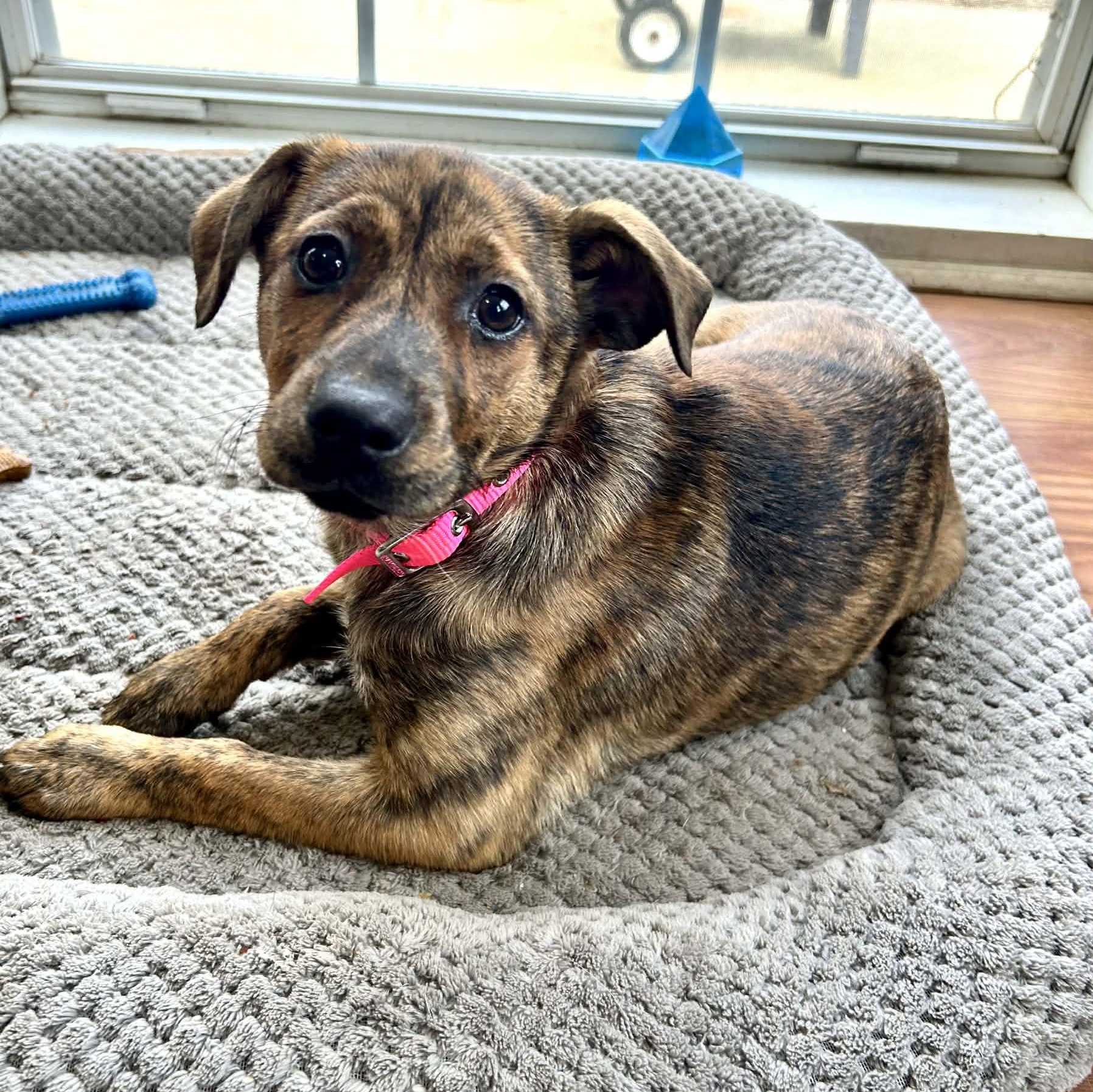 Popcorn, adopted, Puppy Female Mountain Cur & Feist.