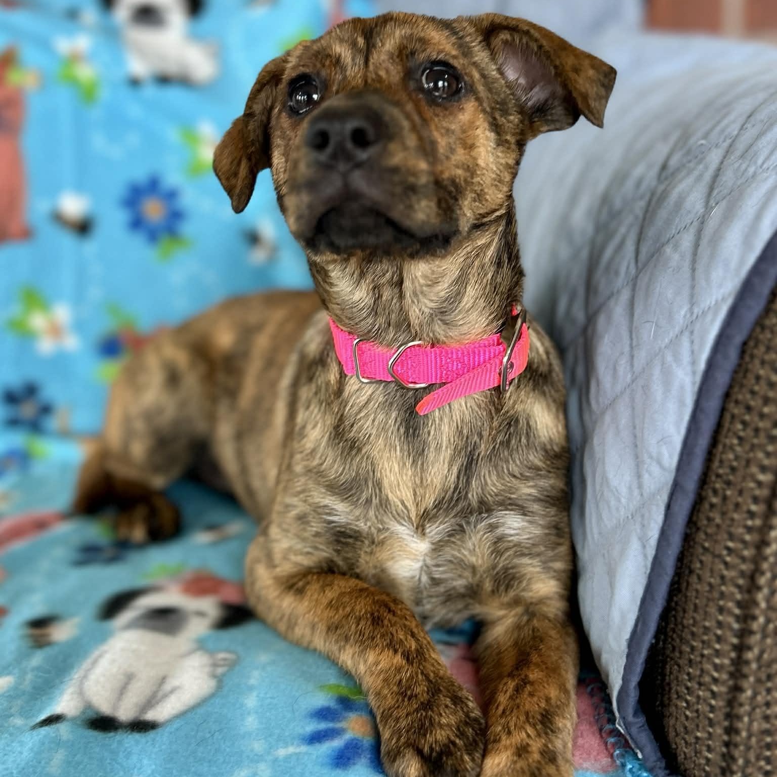 Enlarge Popcorn, an adopted mixed breed in East Granby, CT image 2/5