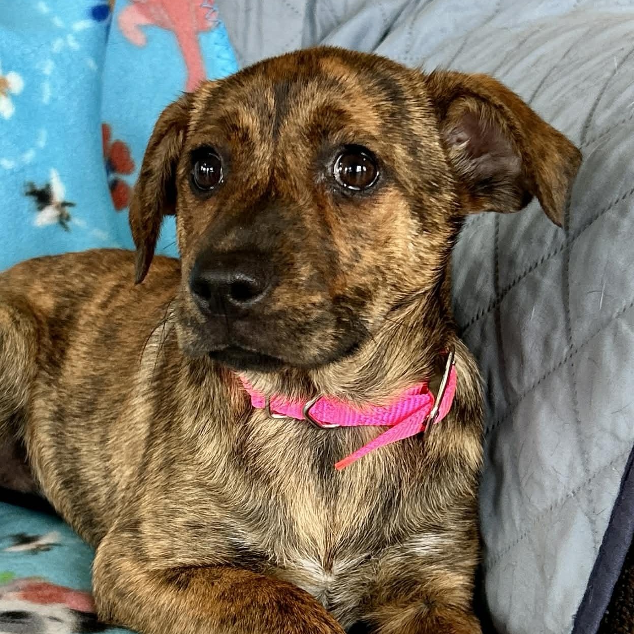 Enlarge Popcorn, an adopted mixed breed in East Granby, CT image 4/5