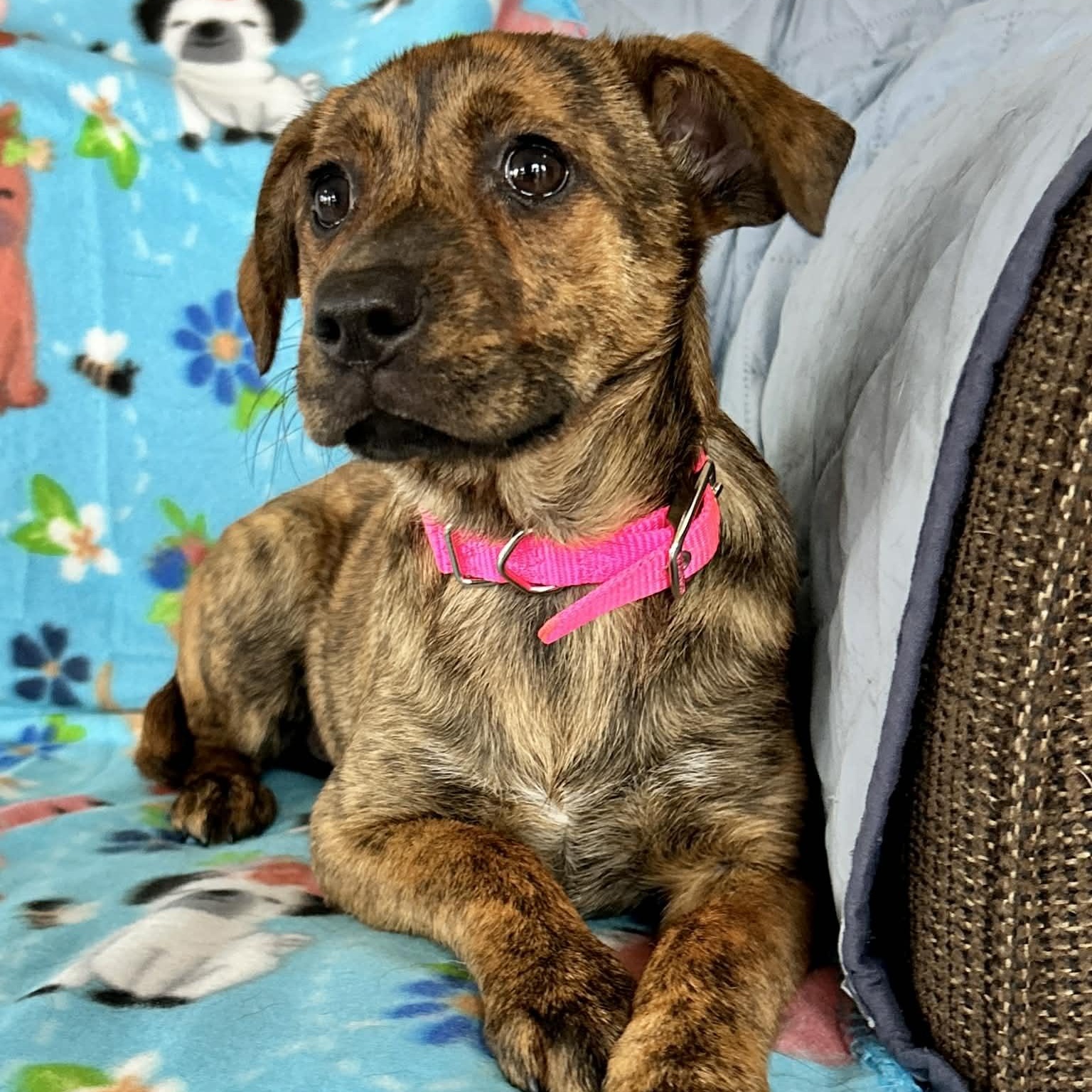 Enlarge Popcorn, an adopted mixed breed in East Granby, CT image 3/5