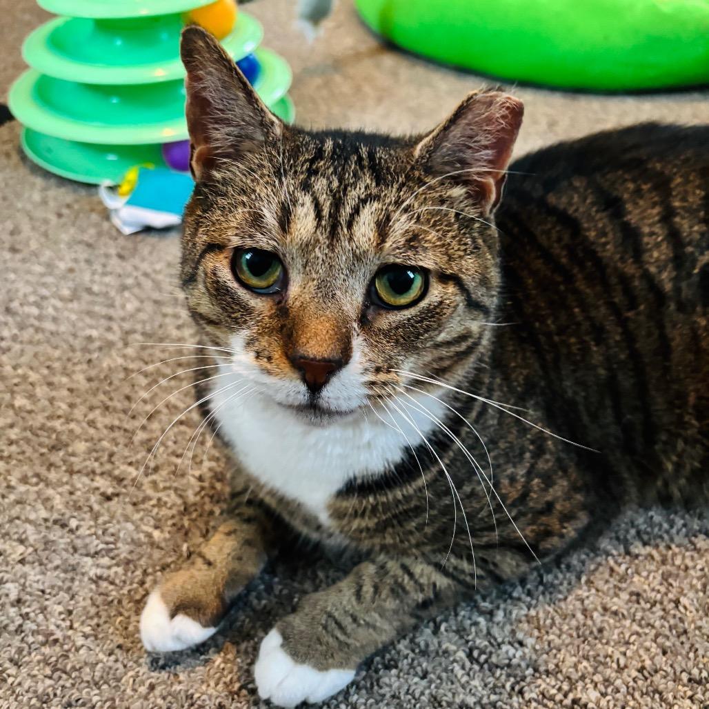 Walnut, Adoptable, Adult Male Domestic Short Hair.