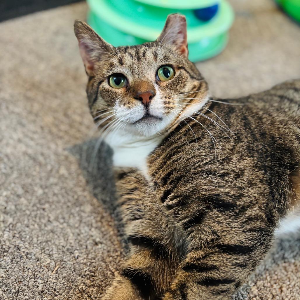 Enlarge Walnut, a Adoptable Domestic Short Hair in Woodbury, NJ image 2/4