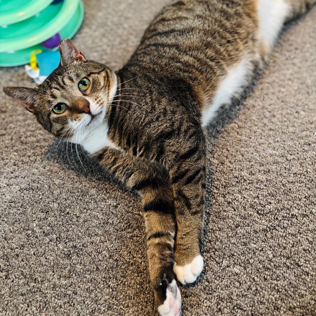 Enlarge Walnut, a Adoptable Domestic Short Hair in Woodbury, NJ image 3/4