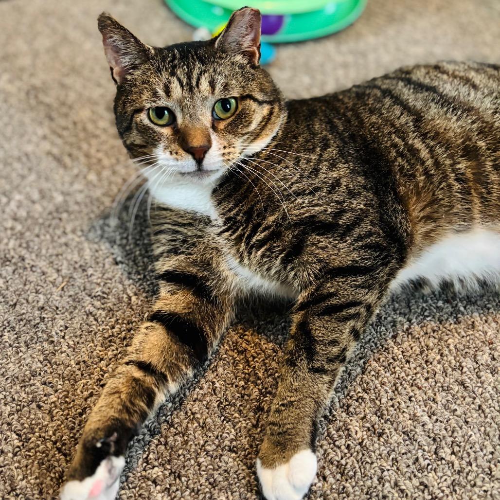 Enlarge Walnut, a Adoptable Domestic Short Hair in Woodbury, NJ image 4/4