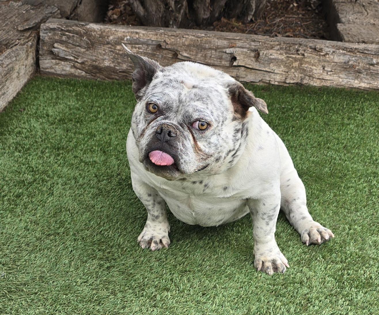 Absolutely Adorable Ms Artie = Star Wars Character CUTE, Adoptable, Young Female English Bulldog.