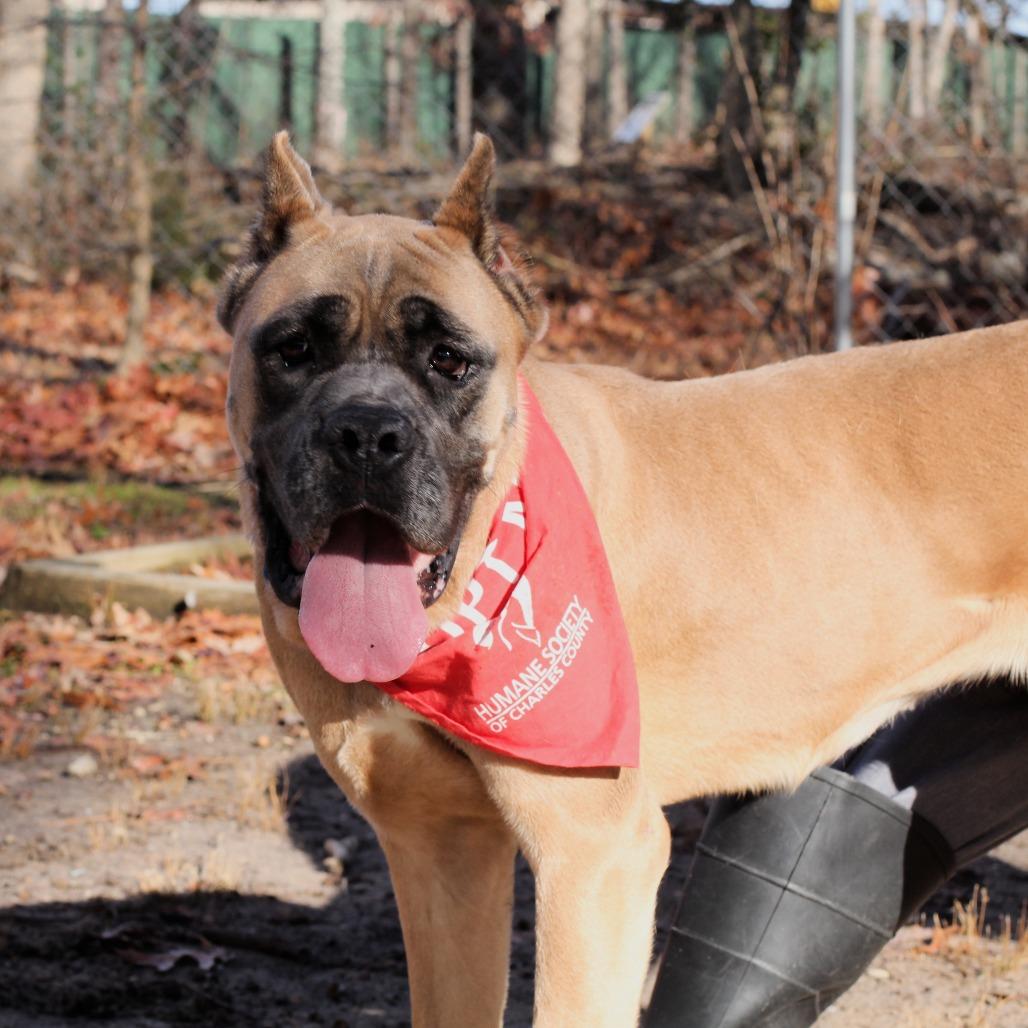 Canela, Adoptable, Adult Female Cane Corso.