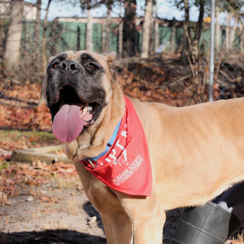 Enlarge Canela, a Adoptable Cane Corso in Waldorf, MD image 2/6