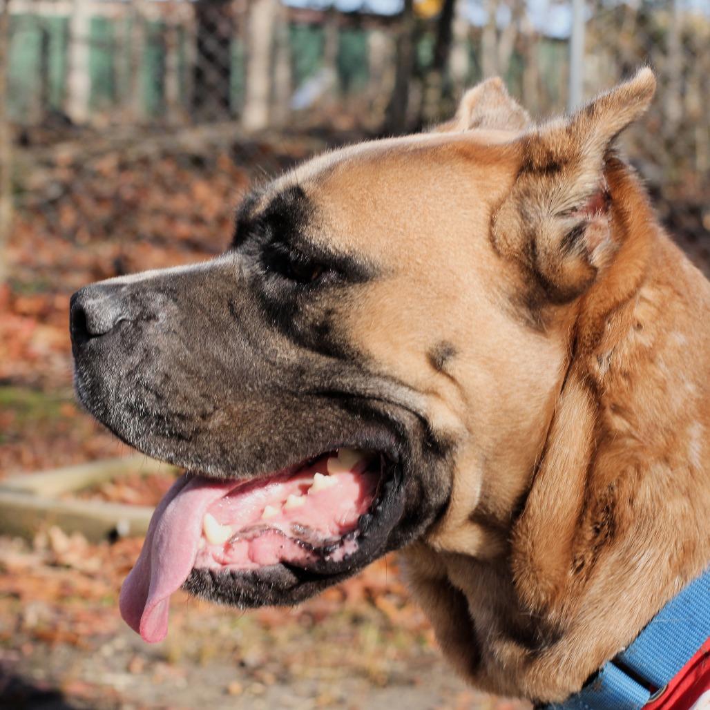 Enlarge Canela, a Adoptable Cane Corso in Waldorf, MD image 3/6