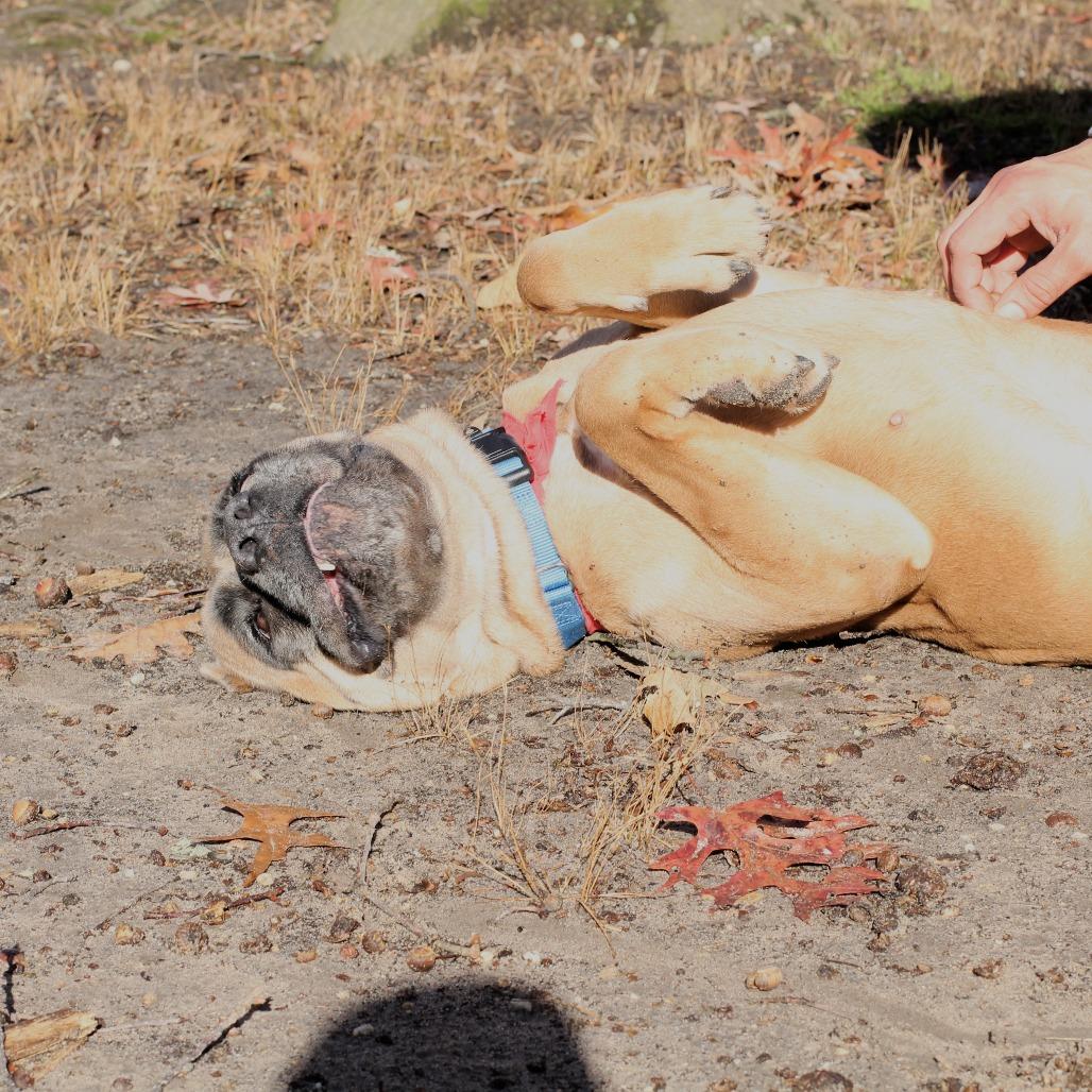 Enlarge Canela, a Adoptable Cane Corso in Waldorf, MD image 6/6