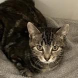 Amor & Liebe, ADOPTABLE, Kitten Female Domestic Short Hair.