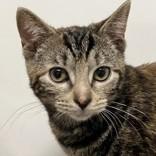 Enlarge Amor & Liebe, an adopted Domestic Short Hair in Hilliard, OH image 2/2