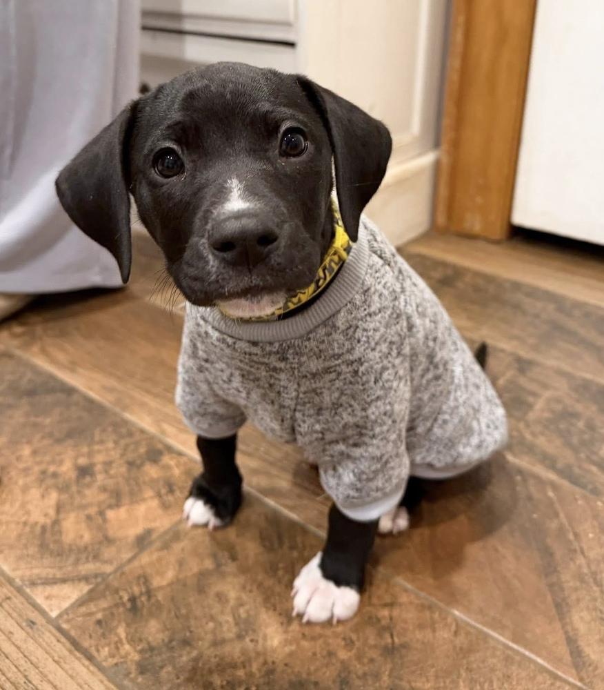 Nicholas, Adoptable, Puppy Male Pit Bull Terrier & Mixed Breed.