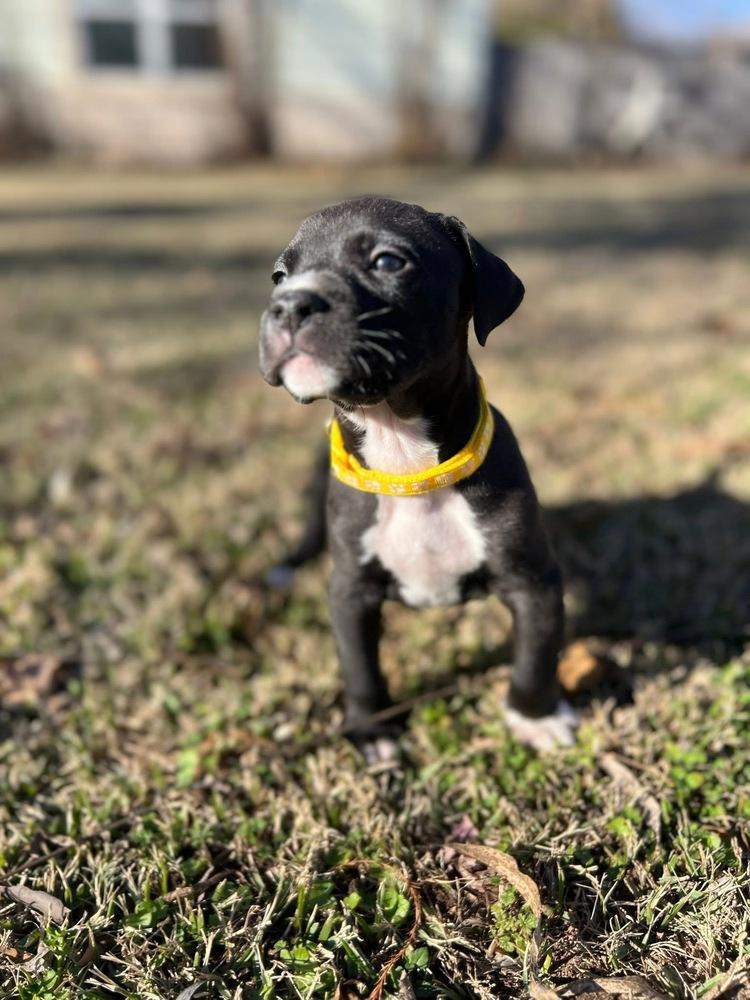 Nicholas thumbnail 3