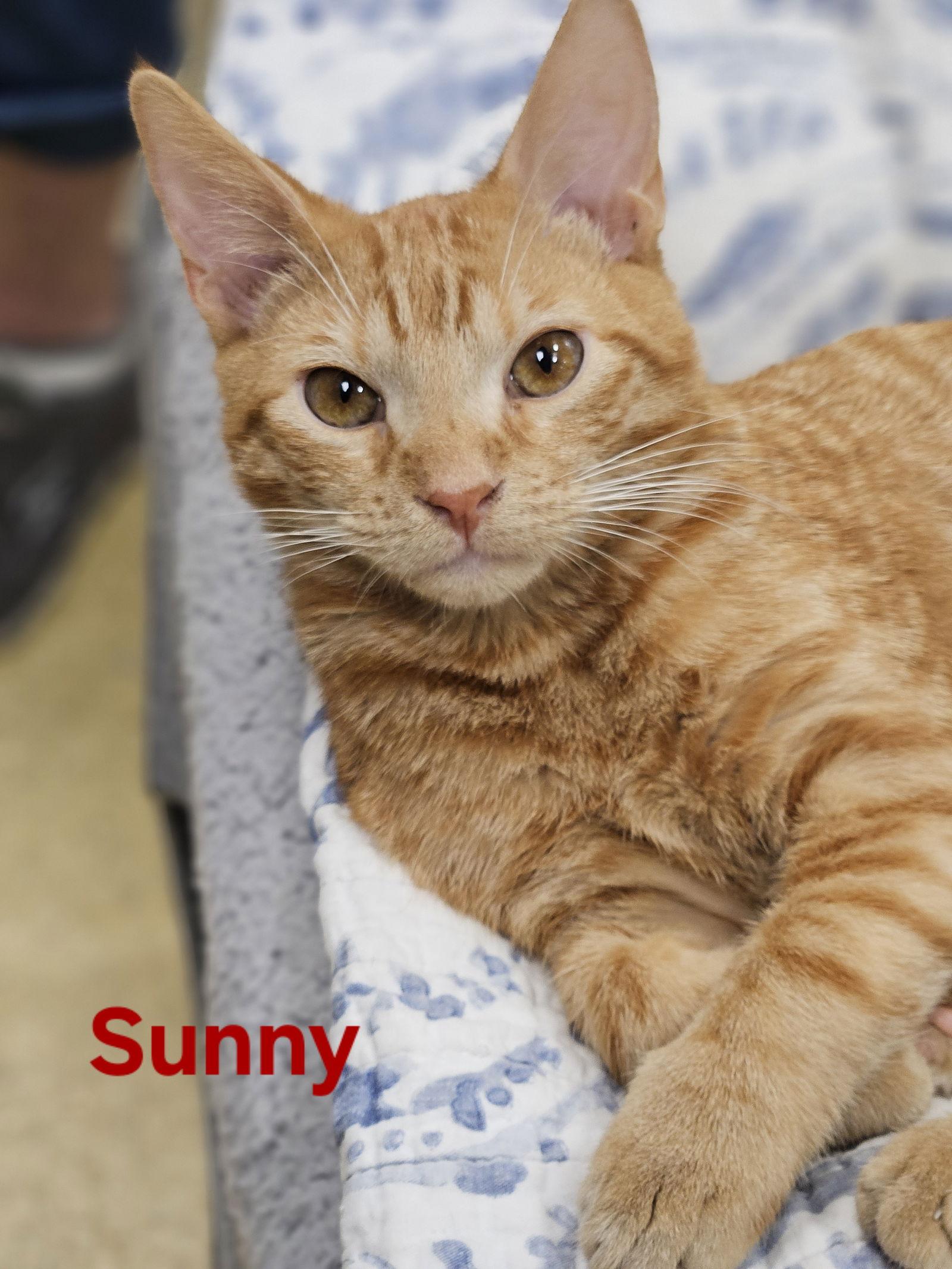 Sunny, Adoptable, Kitten Male Munchkin & Tabby.