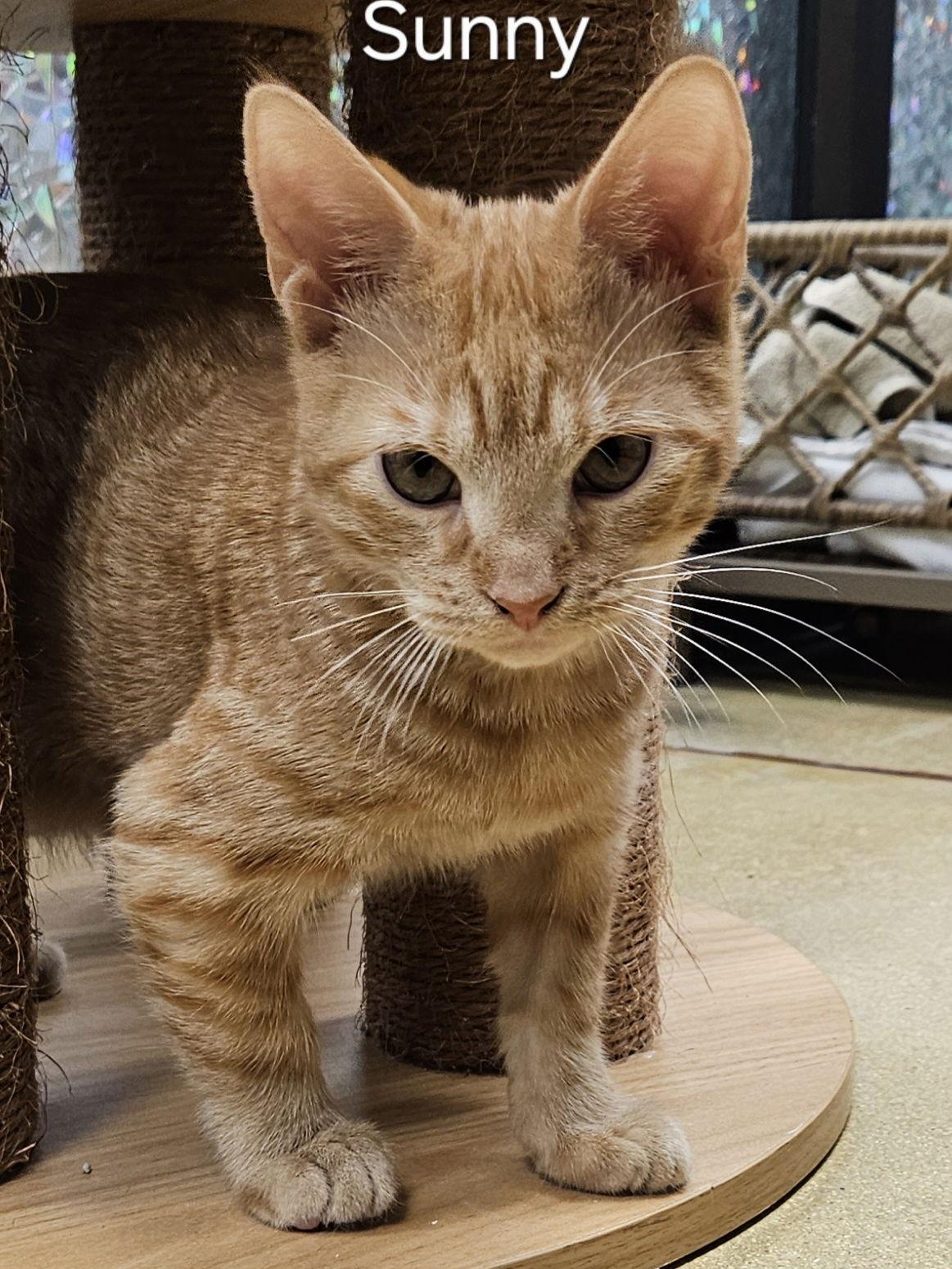 Sunny, a Adoptable mixed breed in Oakland Park, FL image 2/2