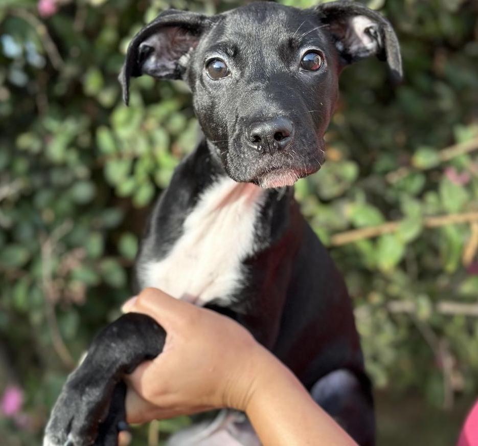 Dog for adoption Toby, a Black Labrador Retriever & Labrador