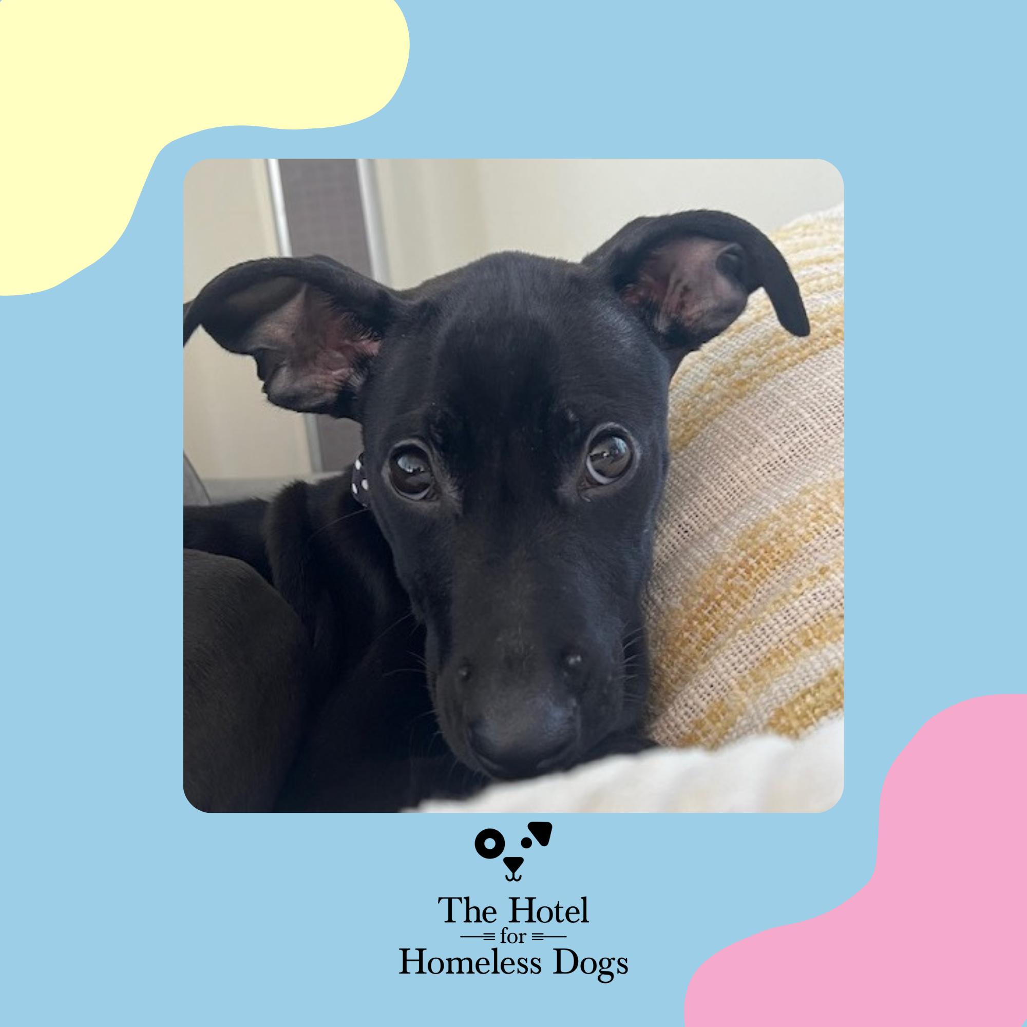 Dog for adoption Toby, a Black Labrador Retriever & Labrador