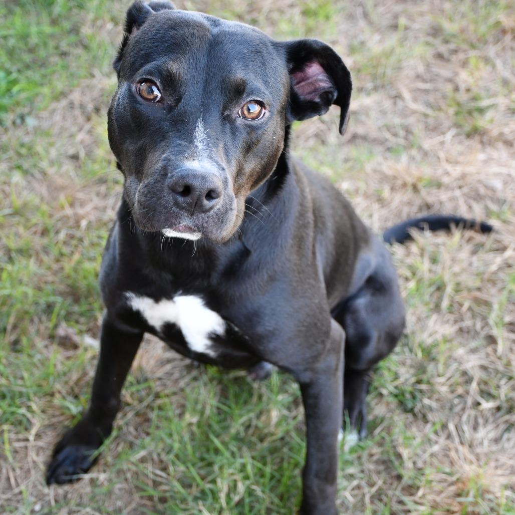 Ebenezer, Adoptable, Young Male Black Labrador Retriever.