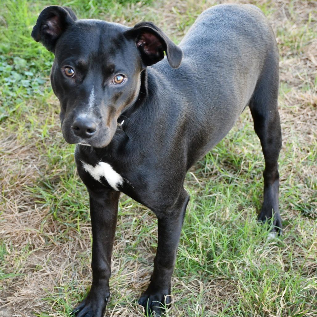 Enlarge Ebenezer, a Adoptable Black Labrador Retriever in Beaumont, TX image 2/4