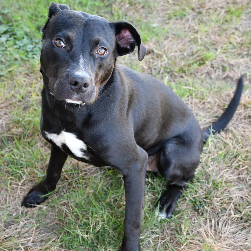 Enlarge Ebenezer, a Adoptable Black Labrador Retriever in Beaumont, TX image 4/4