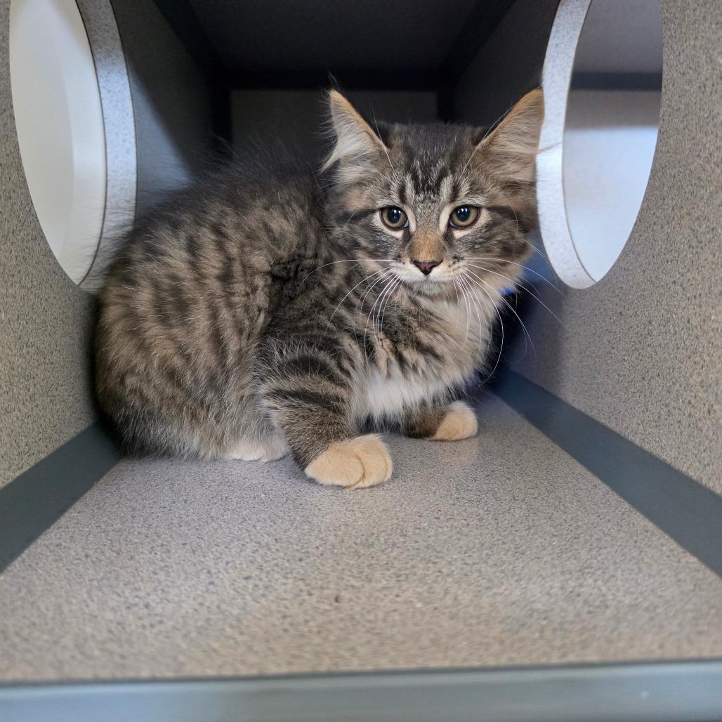 Sherlock, Adoptable, Kitten Male Domestic Long Hair.