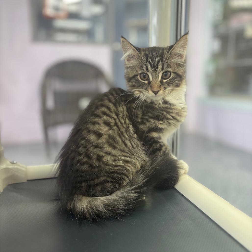 Enlarge Sherlock, a Adoptable Domestic Long Hair in Marshalltown, IA image 2/2