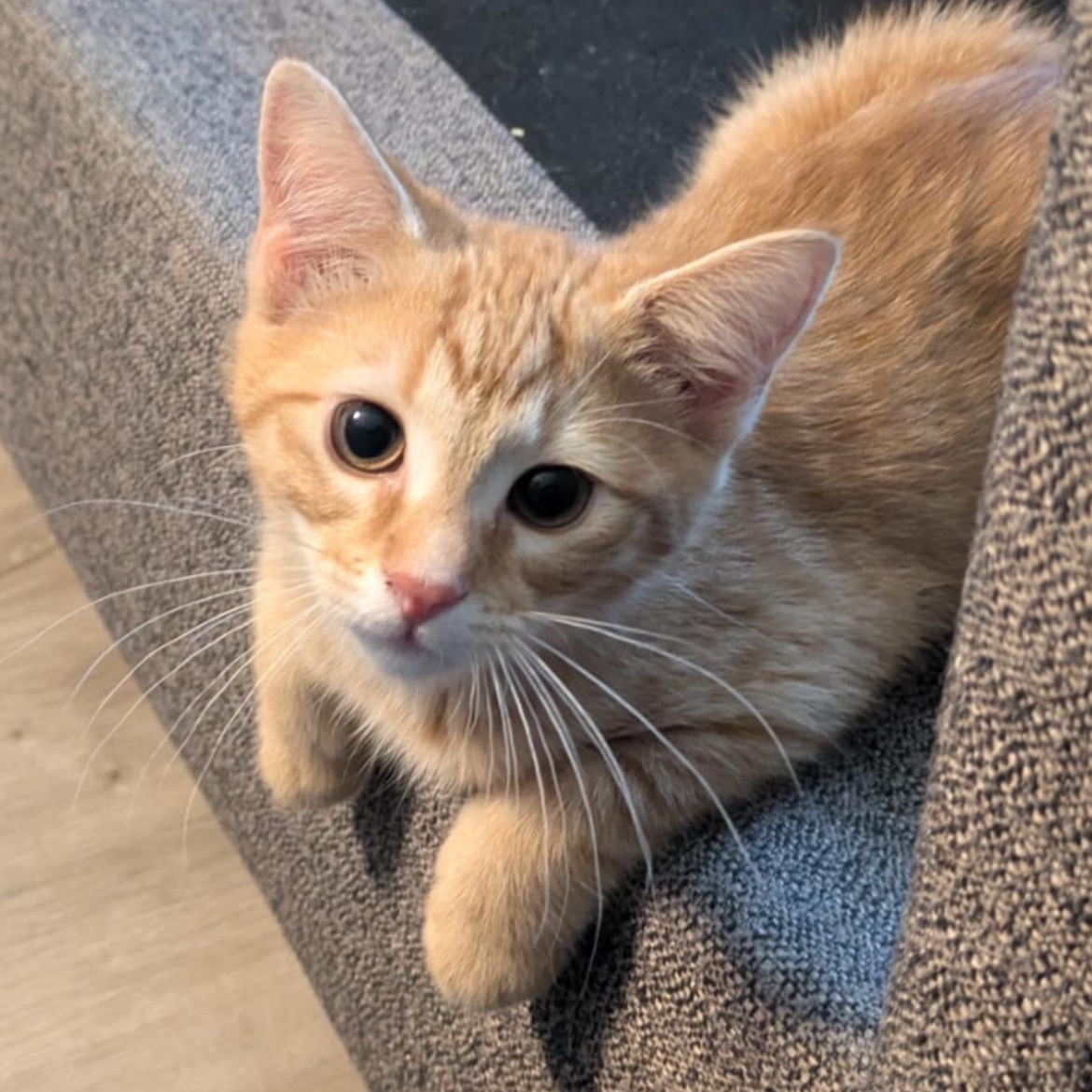 2 Female Kittens Available, Baby Female unknown