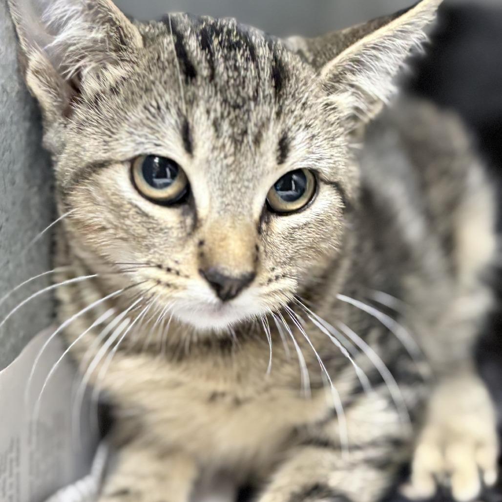 Syrax-5038, Adoptable, Kitten Female Domestic Short Hair.