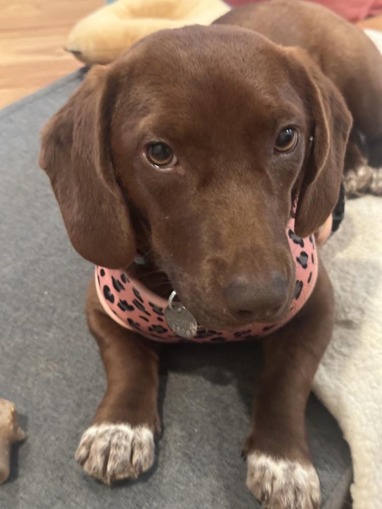 Ellie, Adoptable, Young Female Dachshund & Corgi.