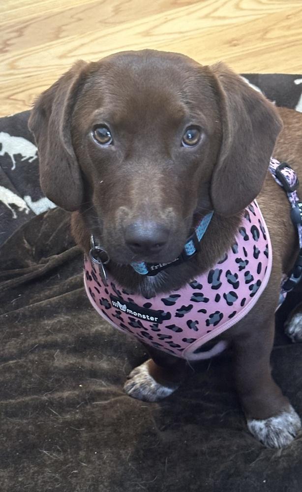 Enlarge Ellie, a Adoptable mixed breed in Milton, GA image 3/3