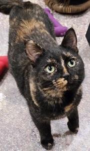 Eve, ADOPTABLE, Adult Female Domestic Short Hair.