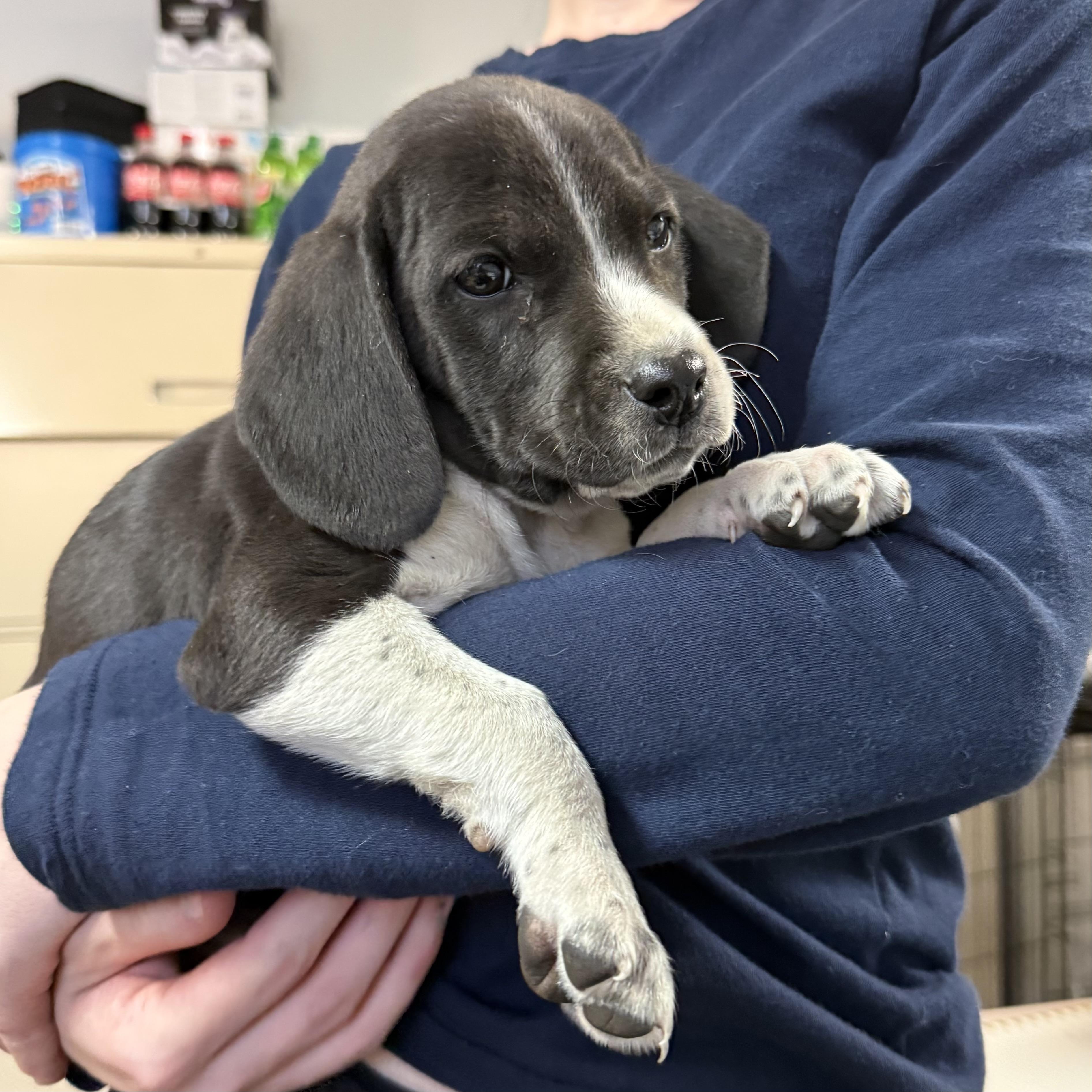 Denim — thumbnail 3