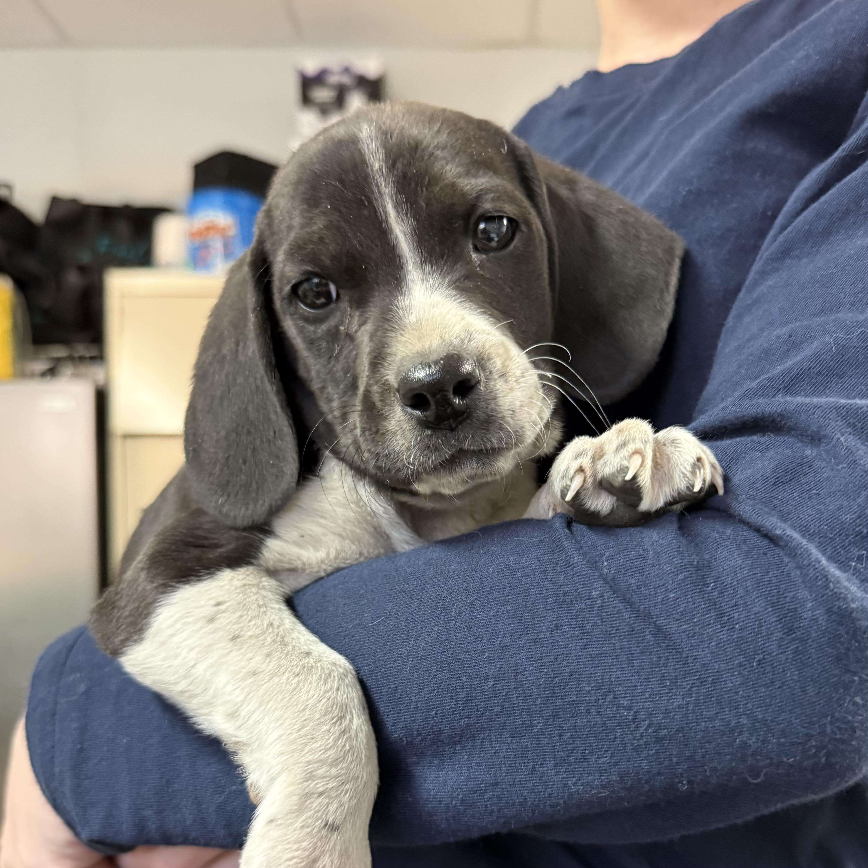 Denim — thumbnail 4