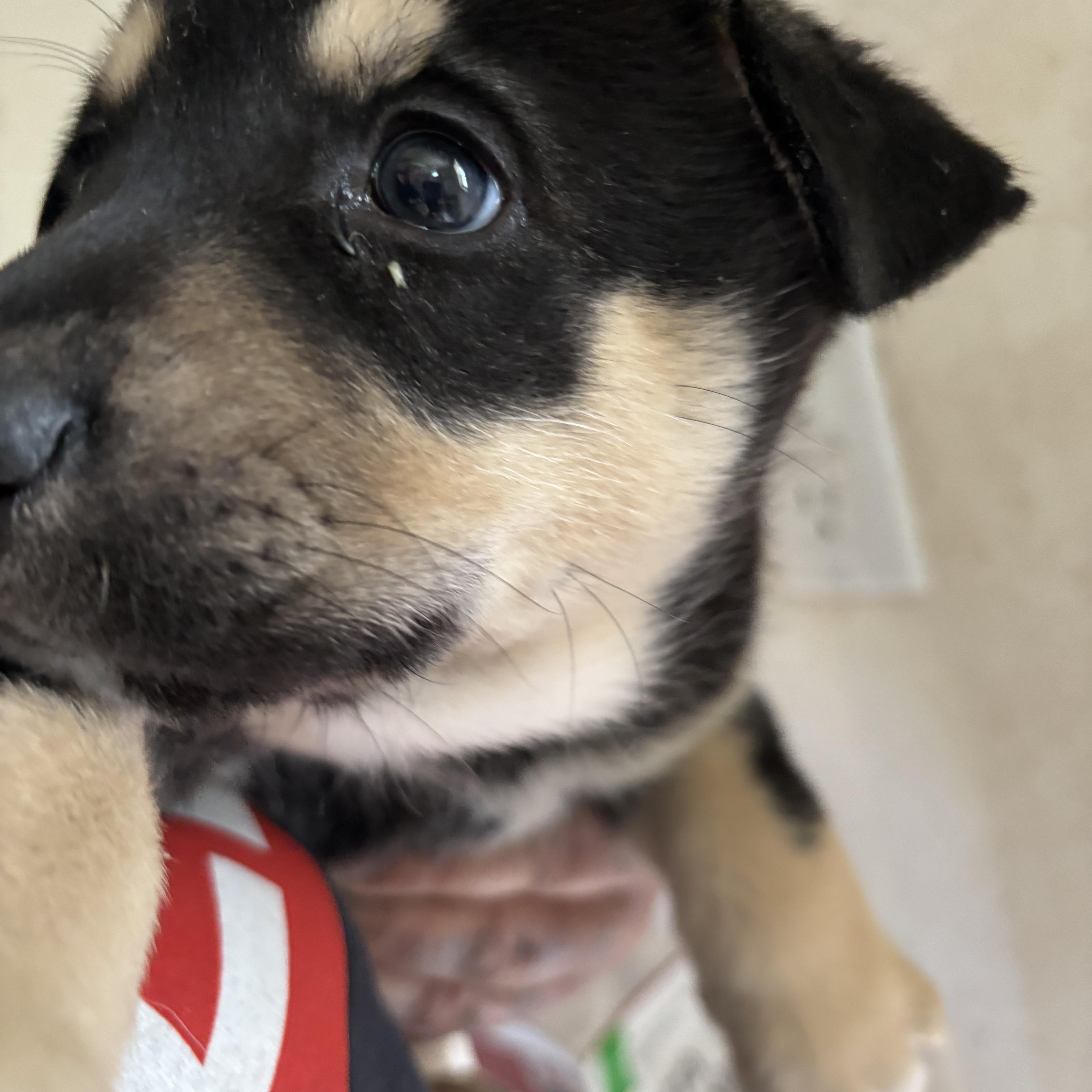 Enlarge Sarge, a ADOPTABLE mixed breed in Deming, NM image 1/1