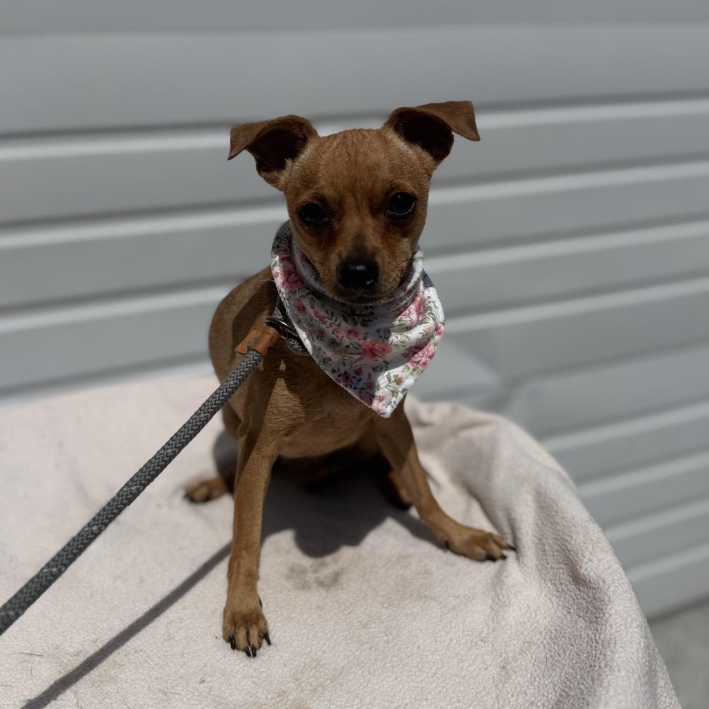 Lacie, Adoptable, Adult Female Chihuahua & Mixed Breed.