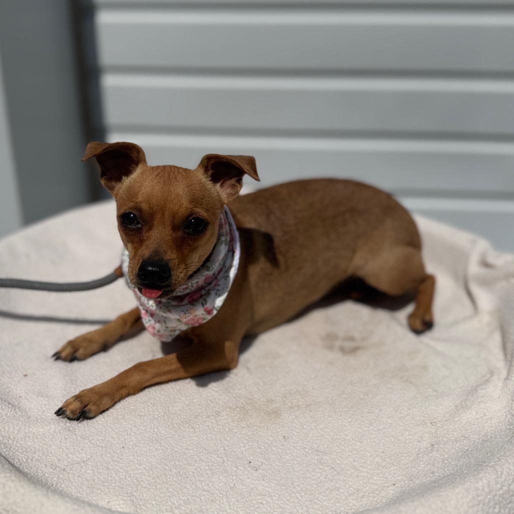 Lacie, a Adoptable mixed breed in Newberg, OR image 2/6