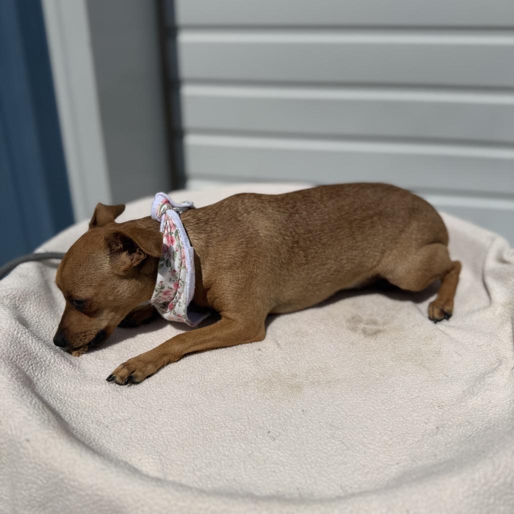Lacie, a Adoptable mixed breed in Newberg, OR image 3/6