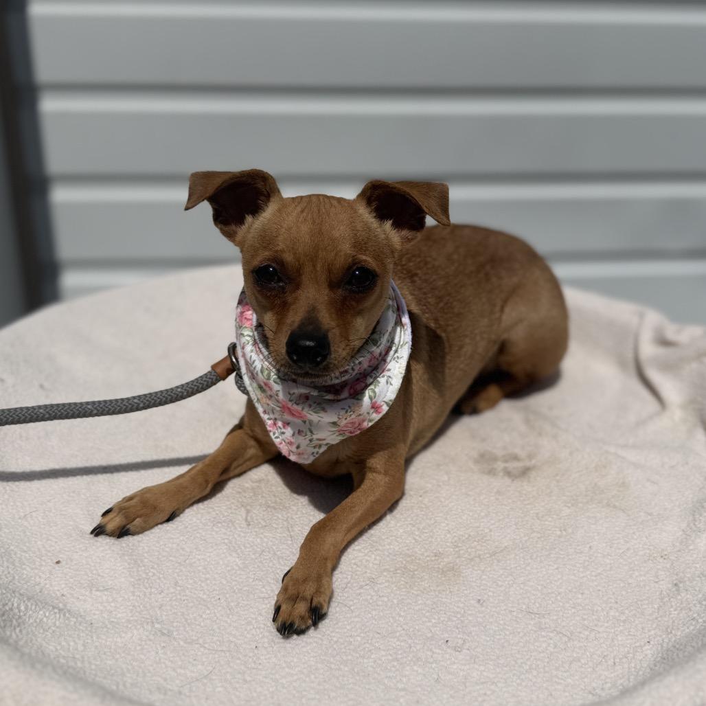 Lacie, a Adoptable mixed breed in Newberg, OR image 4/6