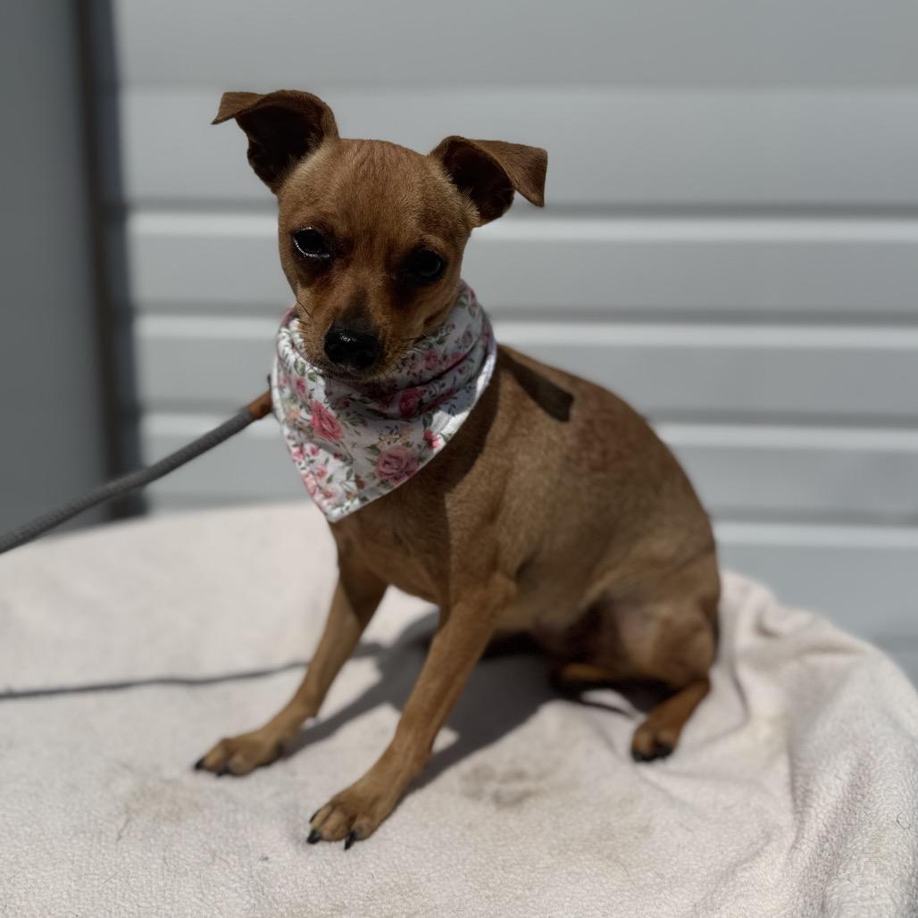 Lacie, a Adoptable mixed breed in Newberg, OR image 5/6