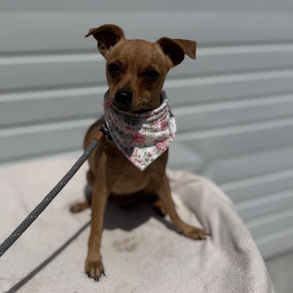 Lacie, a Adoptable mixed breed in Newberg, OR image 6/6