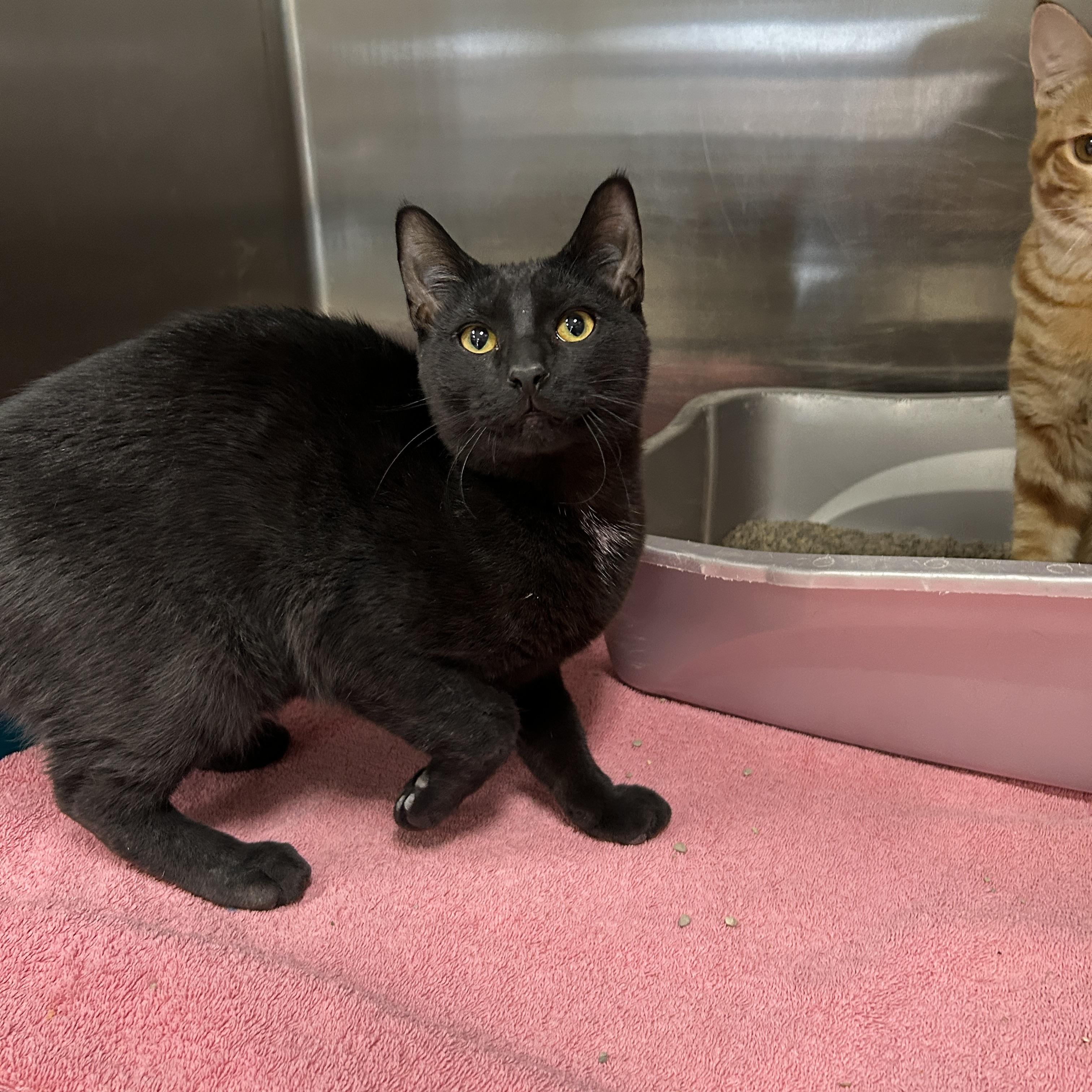 Enlarge Pedro, an adopted Domestic Short Hair in La Grange Park, IL image 2/2