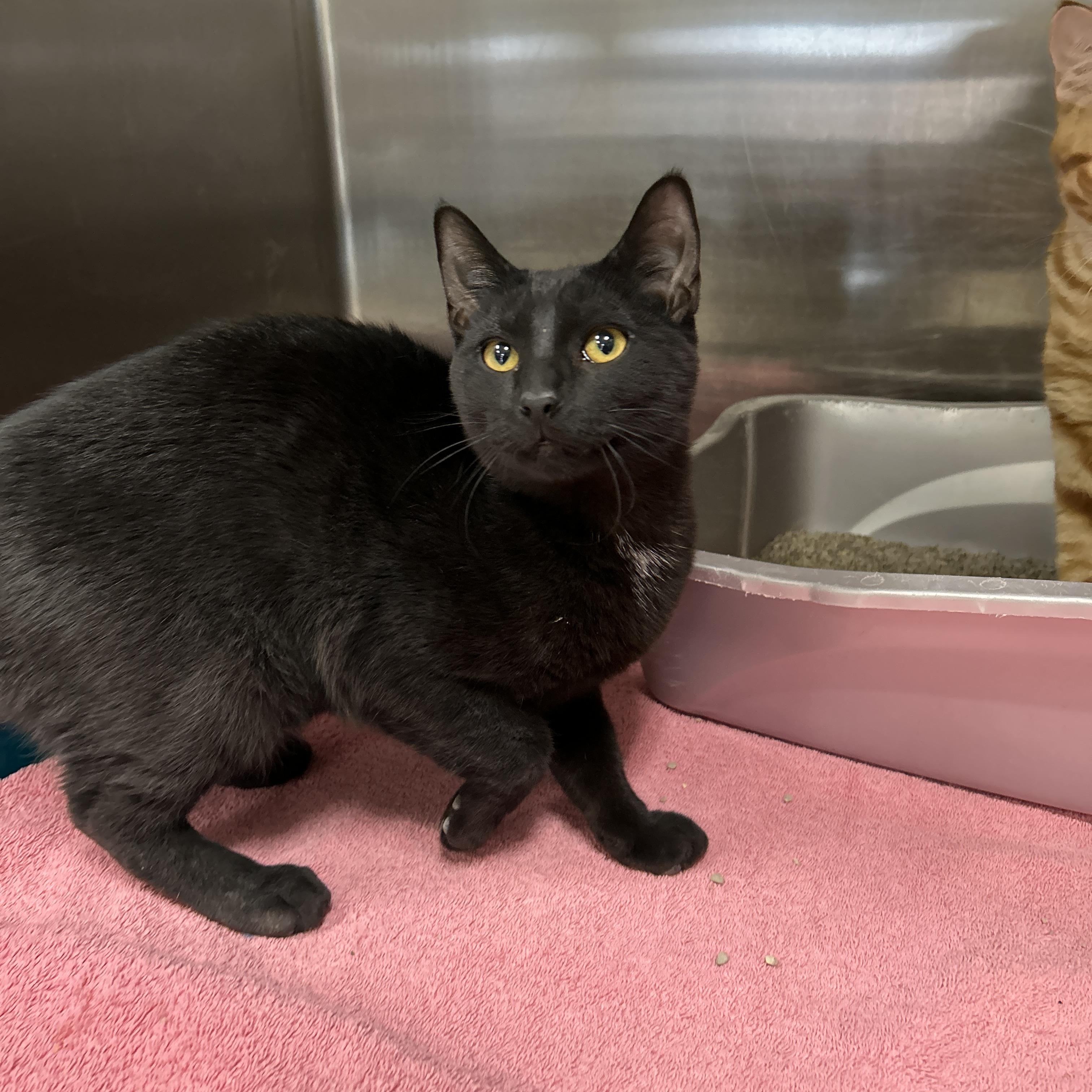 Pedro, adopted, Young Male Domestic Short Hair.