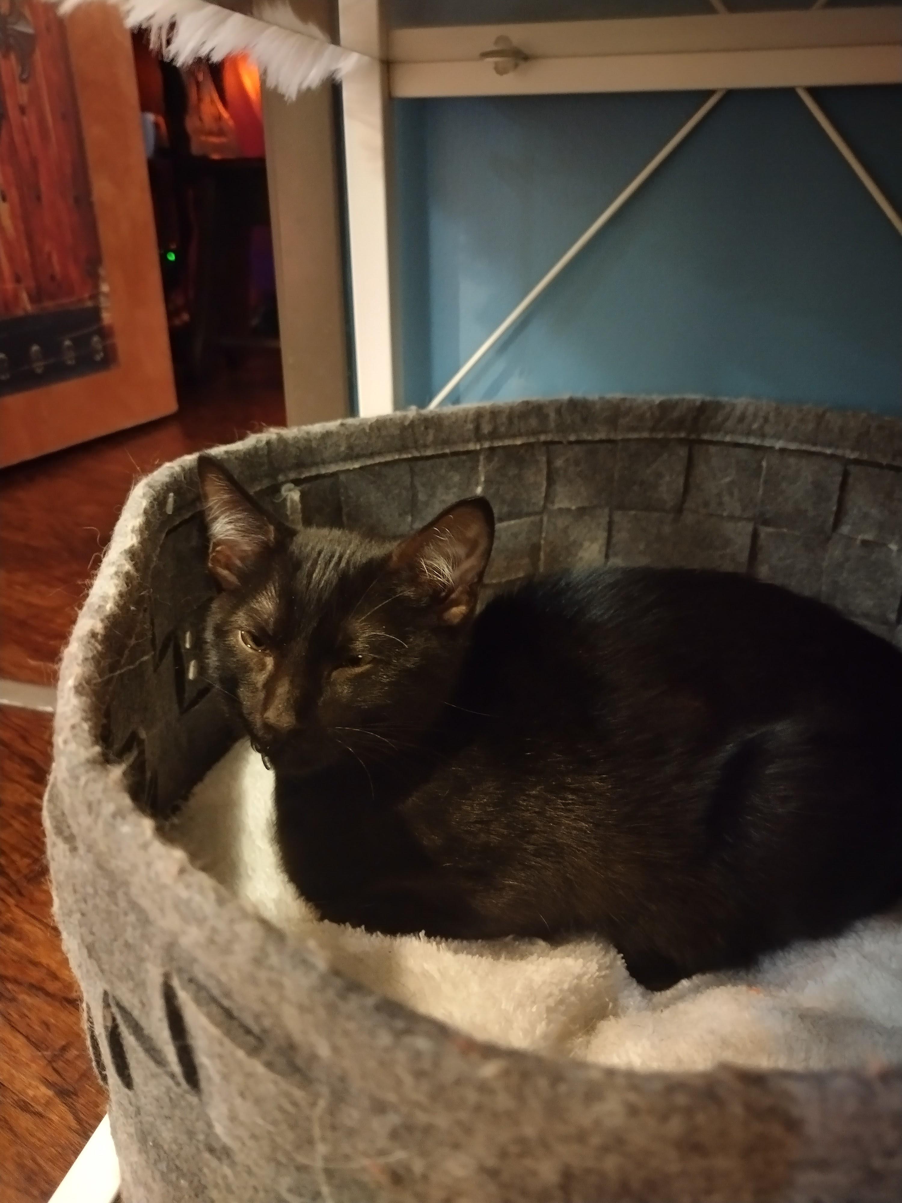 Enlarge Coney Dog, a ADOPTABLE Domestic Short Hair in The Colony, TX image 2/3