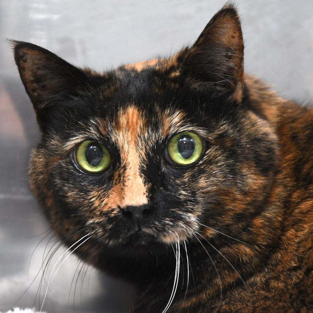 Charlotte FL, Adoptable, Senior Female Domestic Short Hair.