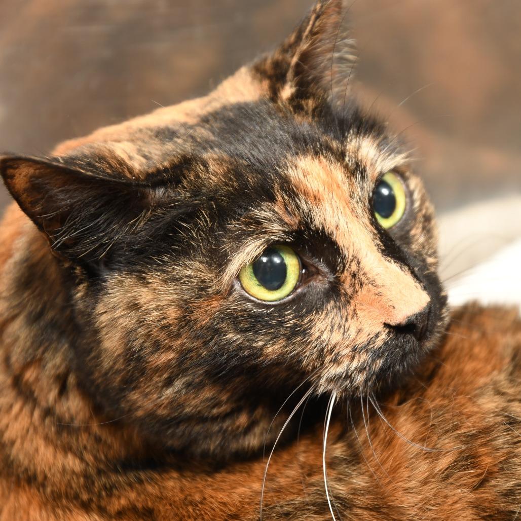 Charlotte FL, a Adoptable Domestic Short Hair in Natick, MA image 3/5