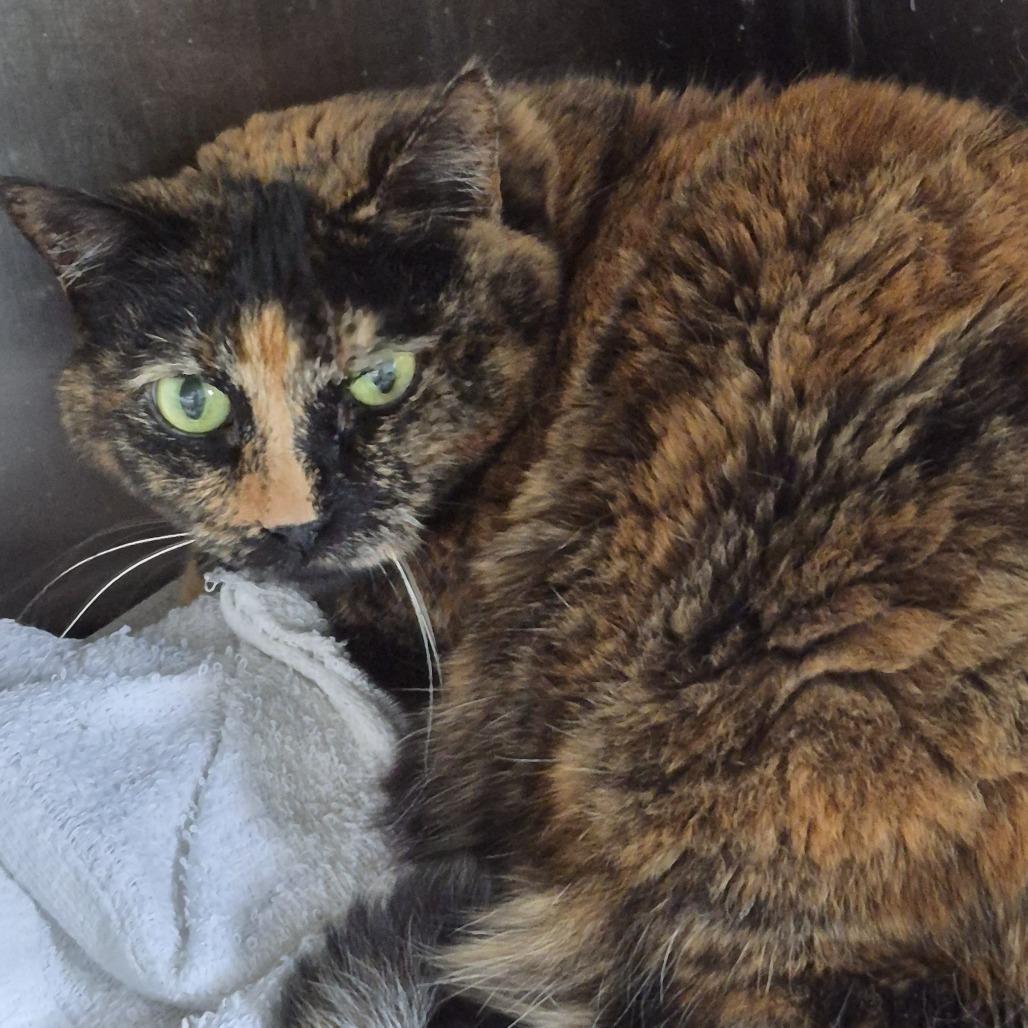 Charlotte FL, a Adoptable Domestic Short Hair in Natick, MA image 5/5