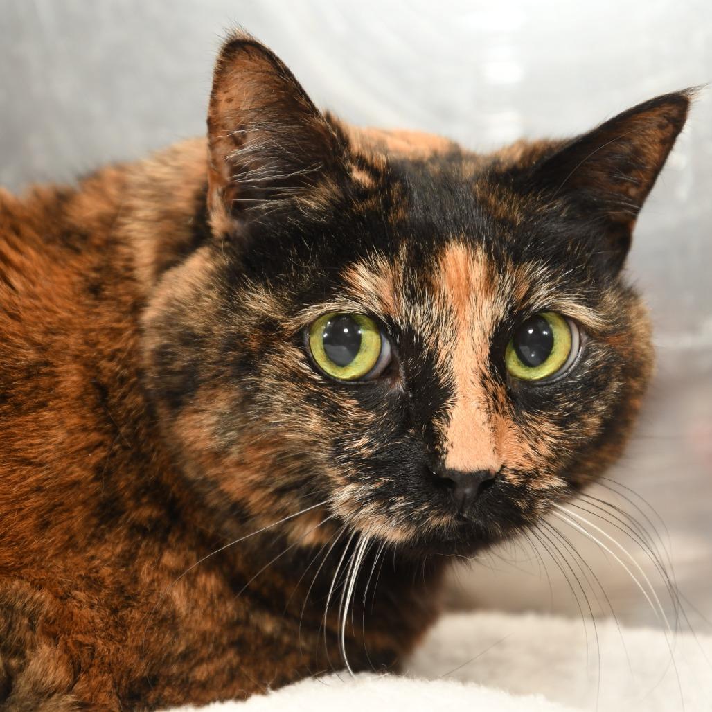 Charlotte FL, a Adoptable Domestic Short Hair in Natick, MA image 4/5