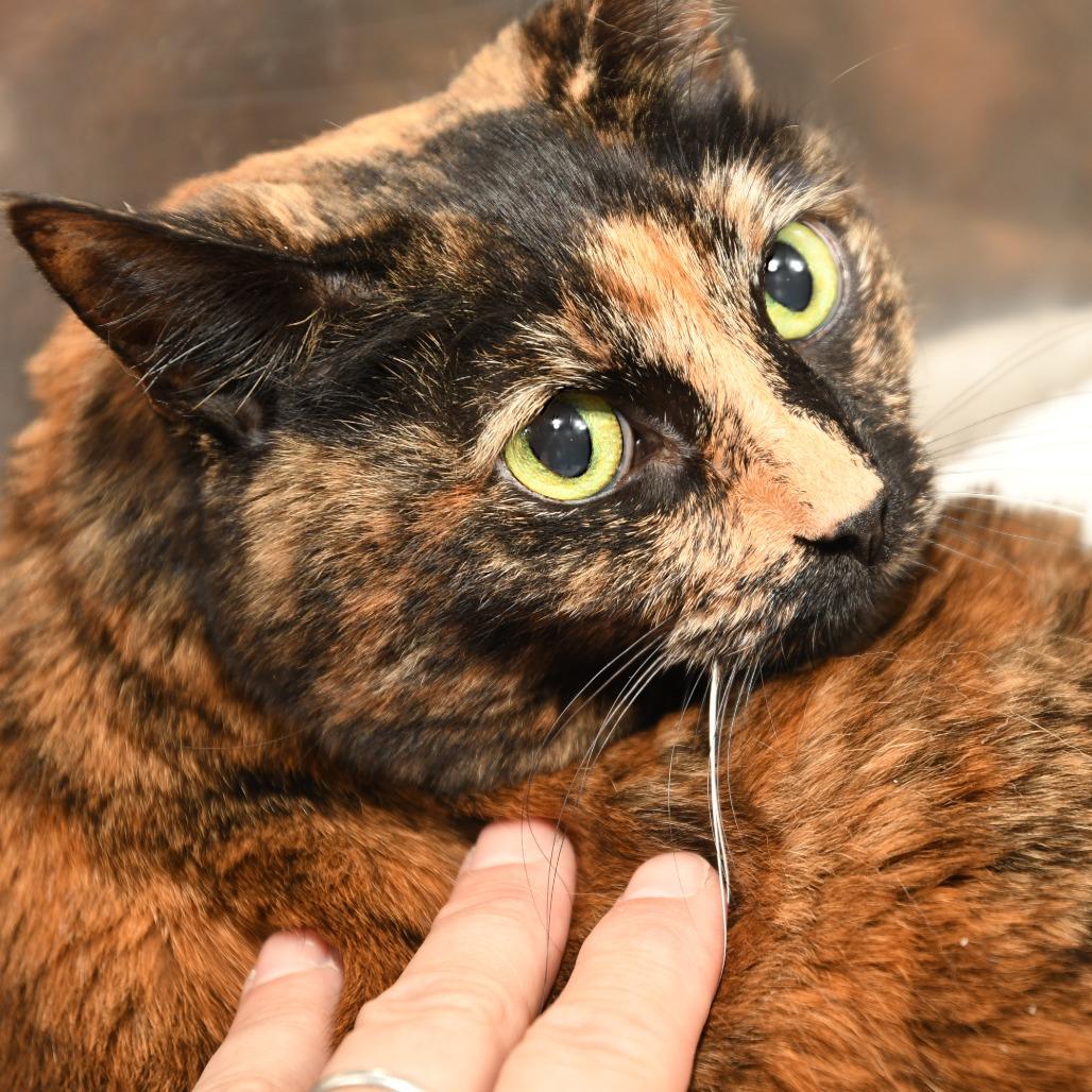 Charlotte FL, Adoptable, Senior Female Domestic Short Hair.