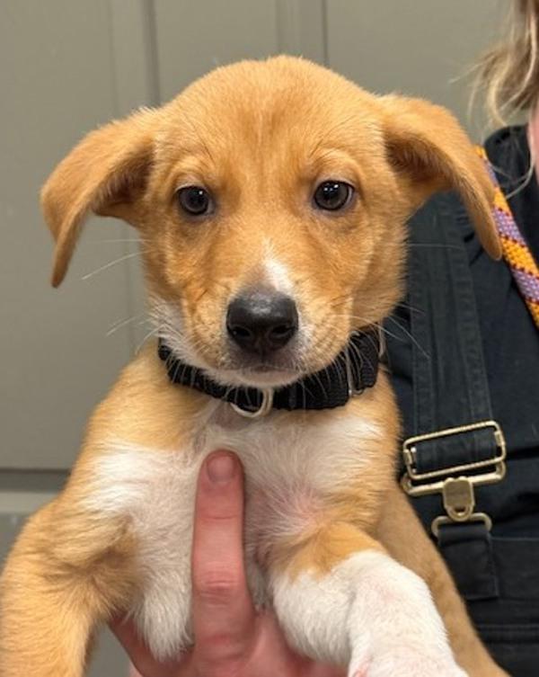 Toasty, Adoptable, Puppy Male Labrador Retriever & Australian Cattle Dog / Blue Heeler.